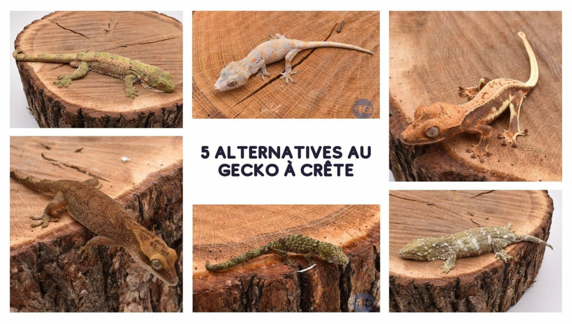5 espèces de gecko qui se maintiennent comme le gecko à crête